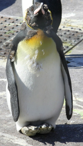 Scruffy penguin