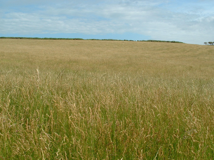 Field above Hartland Point
