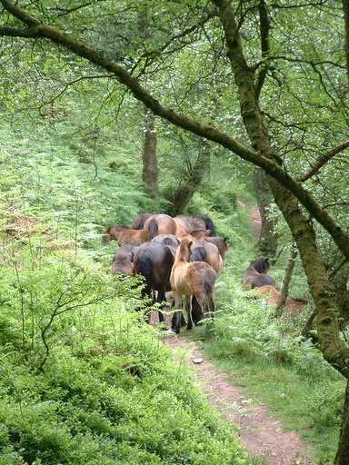Exmoor ponies