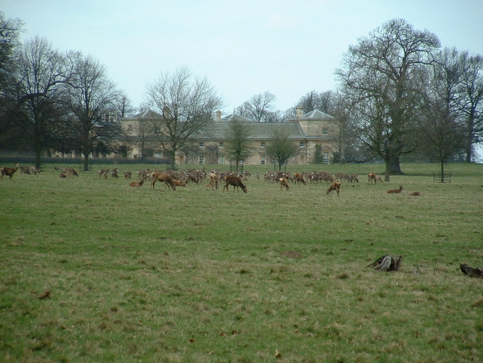 Deer at Studley Royal stables