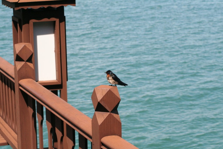 Pacific swallow on our balcony