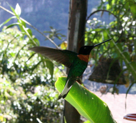Hummingbird outside our room, Machu Picchu Pueblo