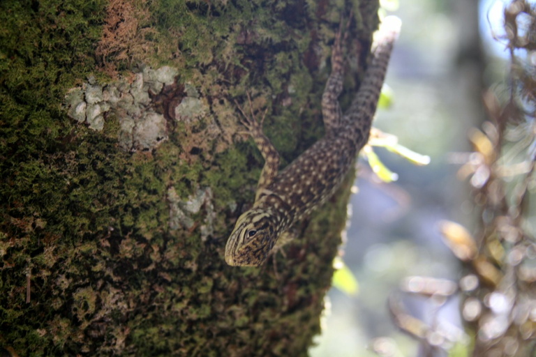 Lizard on tree, Machu Picchu Pueblo