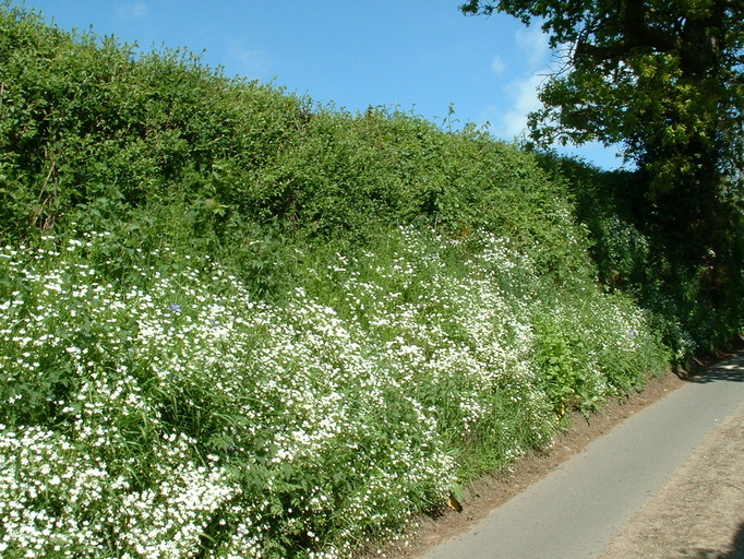 Hedgerow on the road to Stainburn