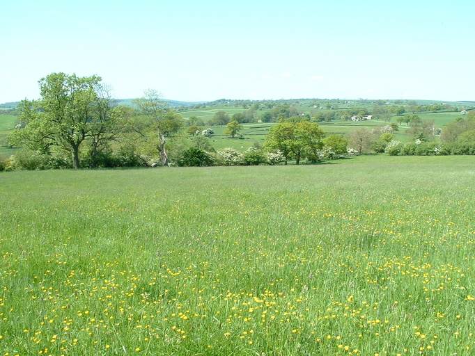Fields above Bogridge Farm