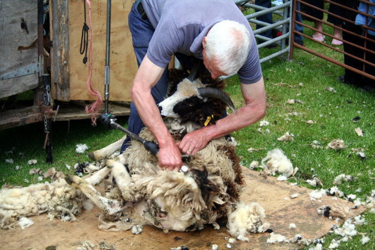 Sheep shearing at Charlecote Park