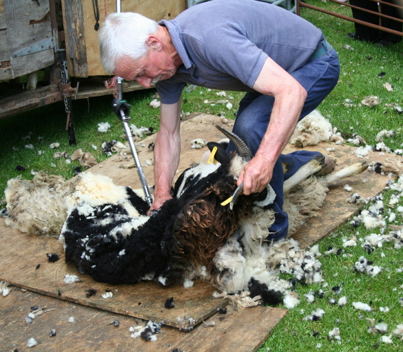 Sheep shearing at Charlecote Park