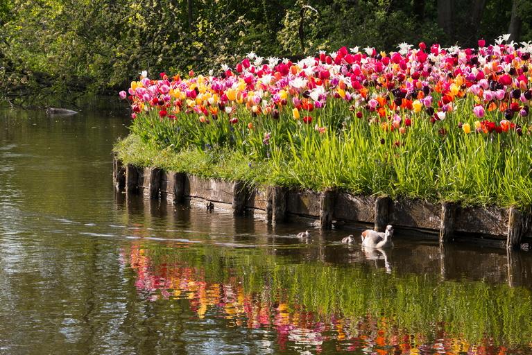 Tulips in Vondelpark