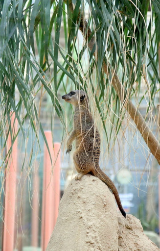Meerkat in the shade