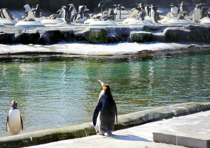 Penguins - Edinburgh Zoo