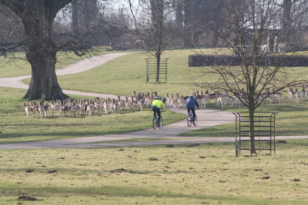 Cyclists and deer