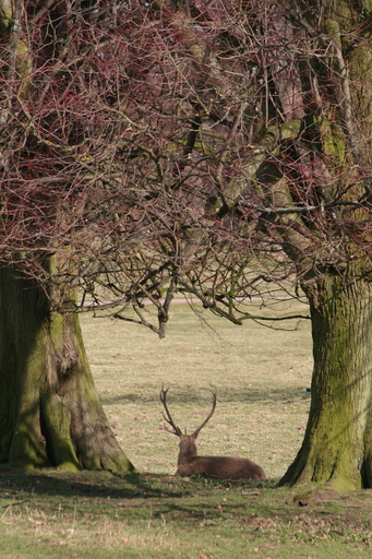 Deer at Studley Royal, 11th March 2007