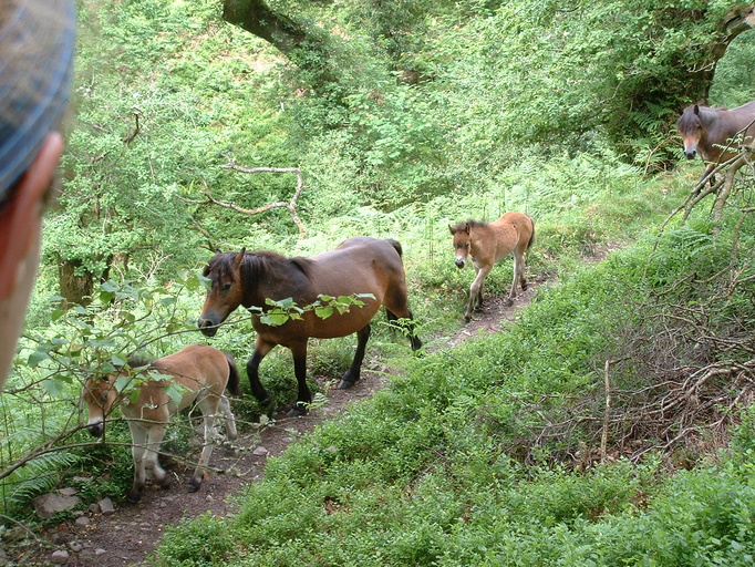 Exmoor ponies on our path