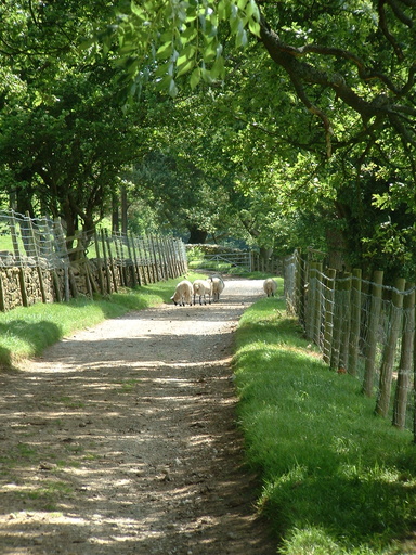 Sheep on the old railway line above Gouthwaite Reservoir