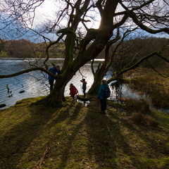 Tree climbing at Loughrigg Tarn