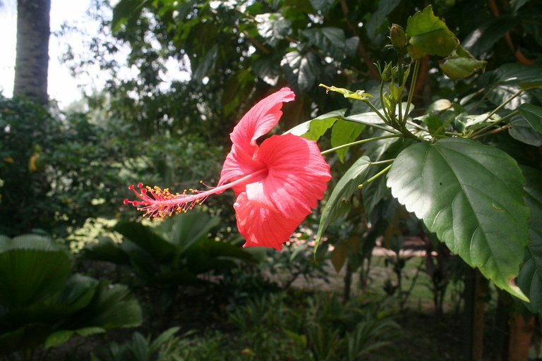 Hibiscus at the Lake Gardens