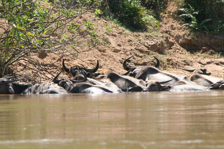 Water buffalo, Tembeling River