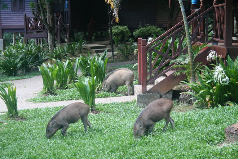 Wild Boar at Mutiara Taman Negara