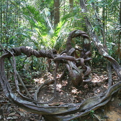 Amazing tree, Bukit Teresek