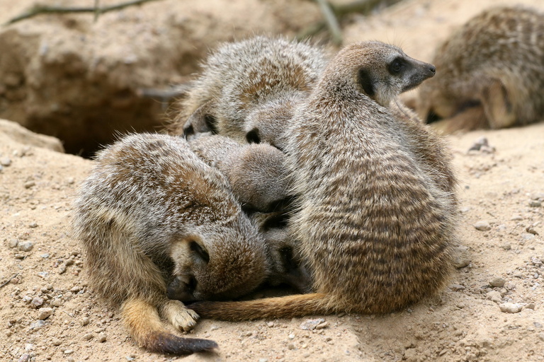 Bundle of Meerkats
