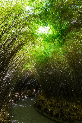 Bamboo tunnel