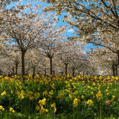 Cherry Orchard - Alnwick Garden