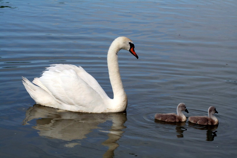 Swan with signets