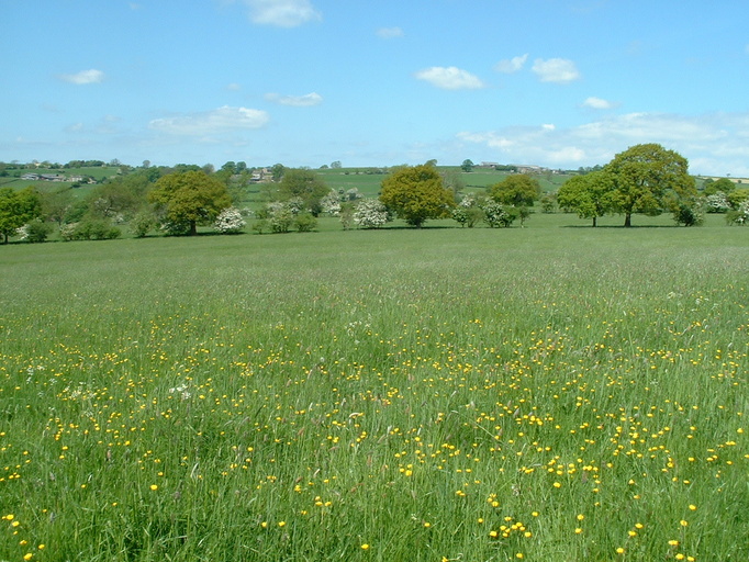 Fields above Bogridge Farm
