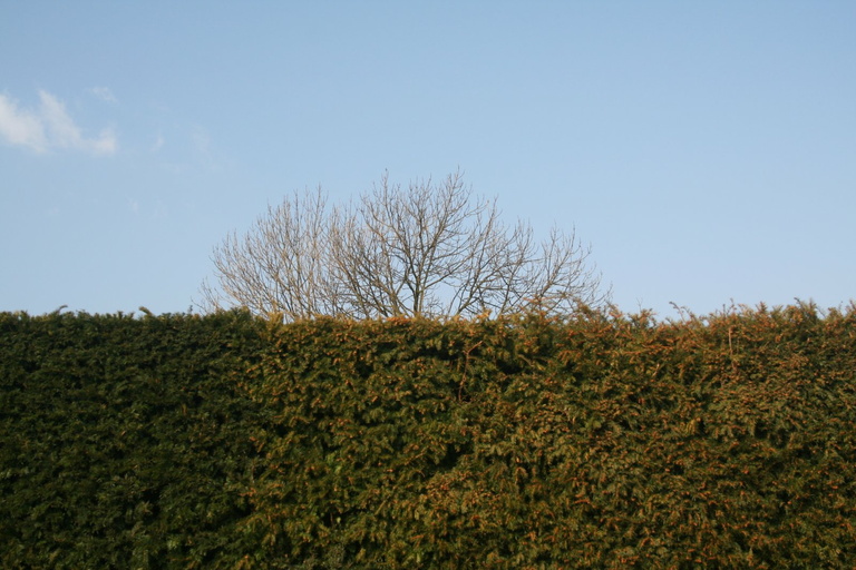 Hedge, tree and sky